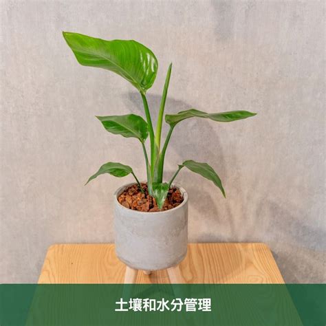 天堂鳥 觀葉|天堂鳥植物完全栽培指南 從選擇到養護 